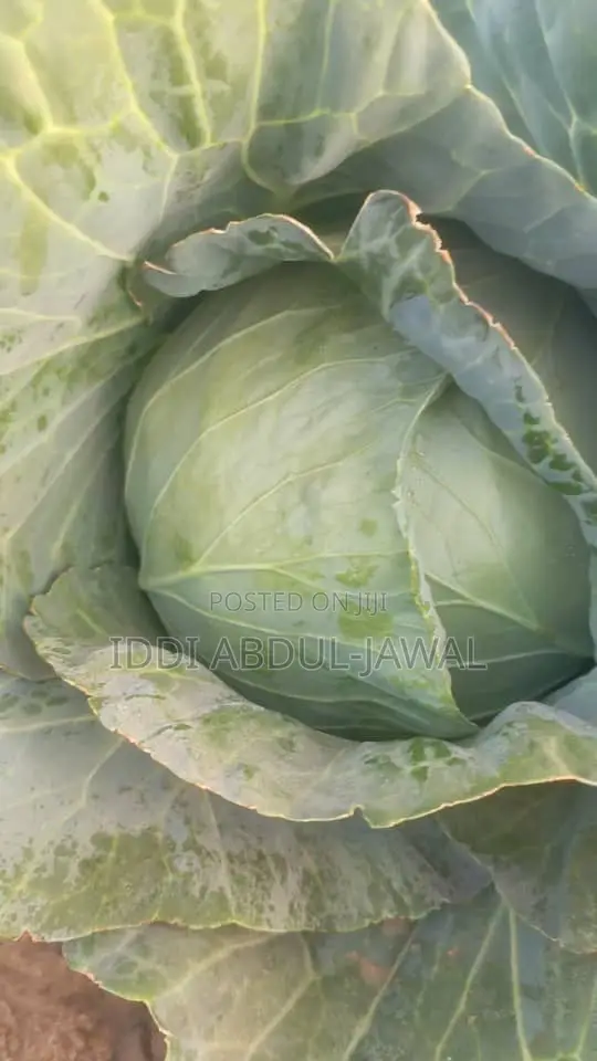 Buy Your Fresh Local Greener Cabbage