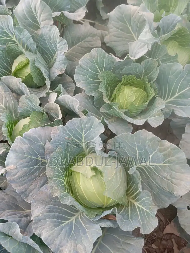 Buy Your Fresh Local Greener Cabbage
