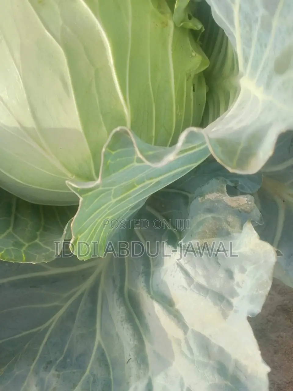 Buy Your Fresh Local Greener Cabbage