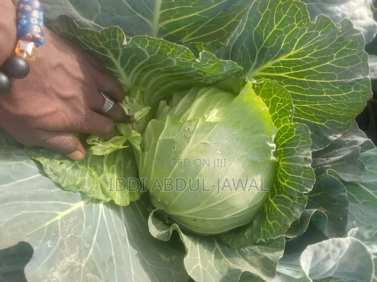 Buy Your Fresh Local Greener Cabbage