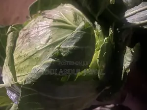 Buy Your Fresh Local Greener Cabbage