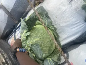 Buy Your Fresh Local Greener Cabbage