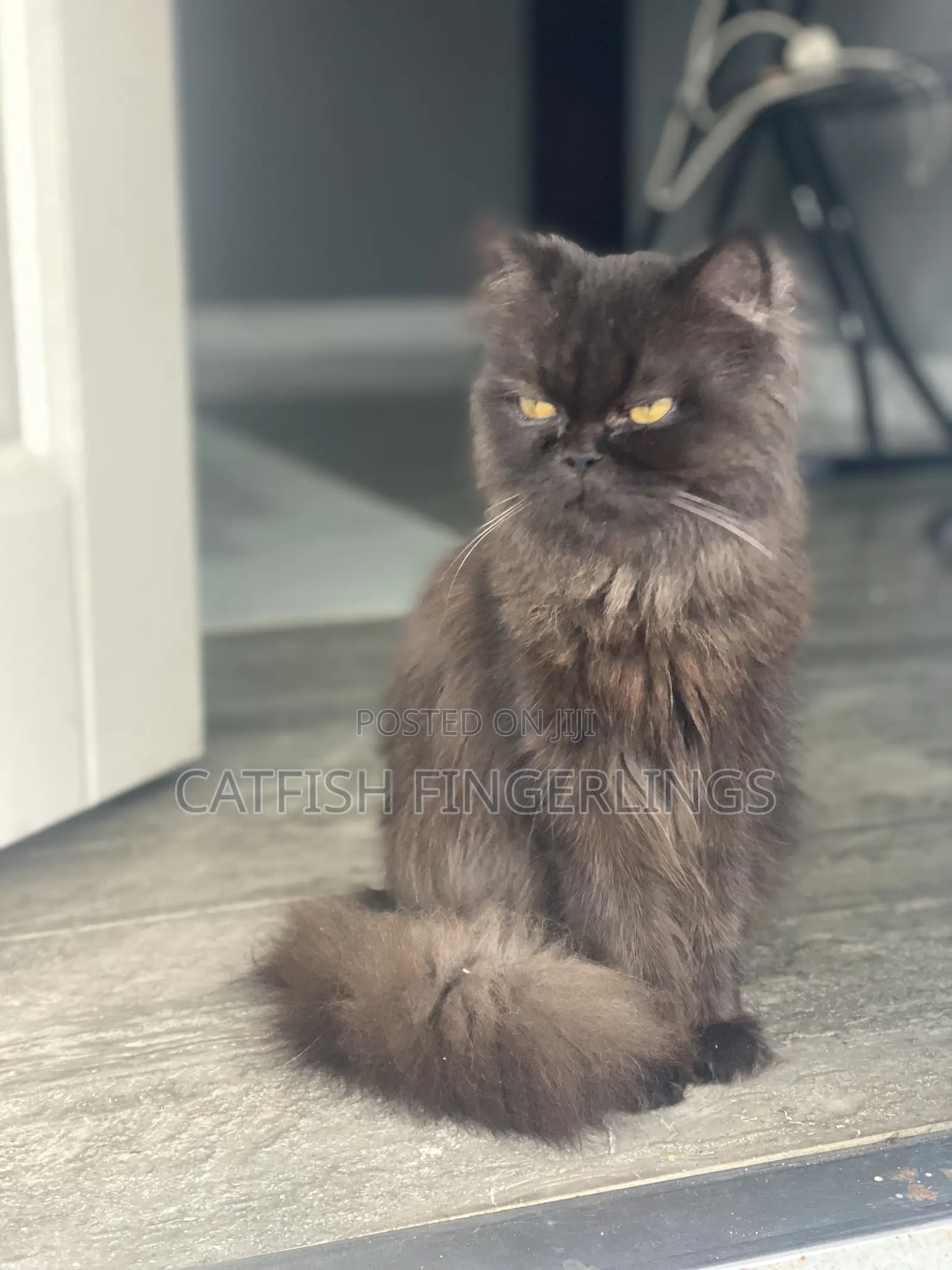 1+ year Female Purebred Persian