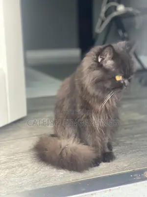 1+ year Female Purebred Persian