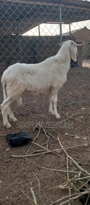 Balami Ramb for Sale