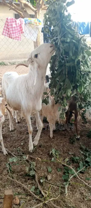 Balami Ramb for Sale