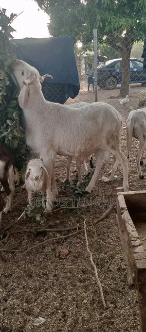 Balami Ramb for Sale