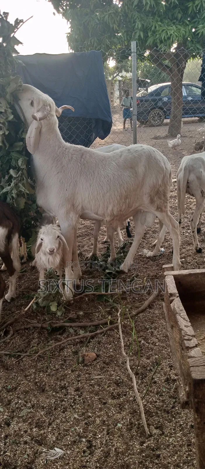Balami Ramb for Sale