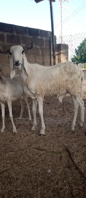 Balami Ramb for Sale