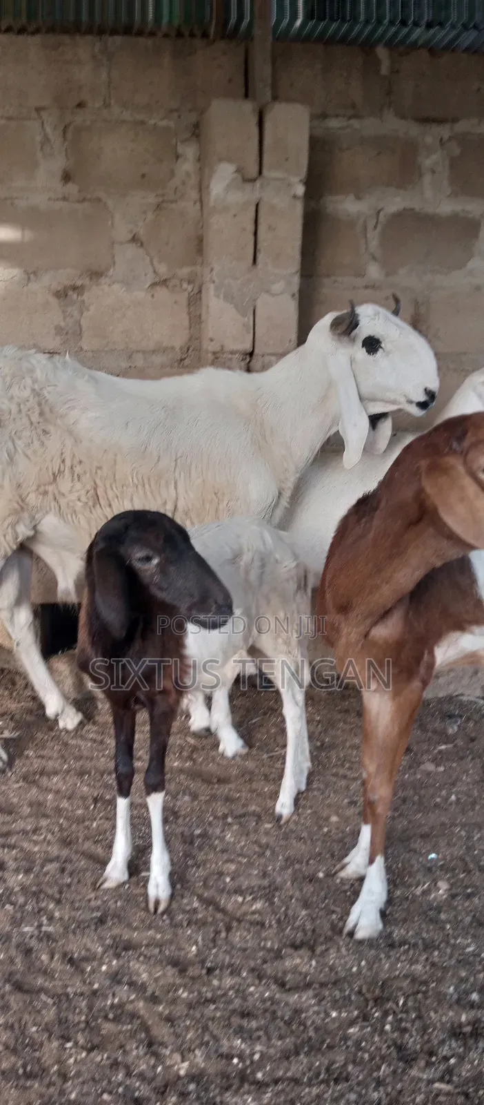 Balami Ramb for Sale