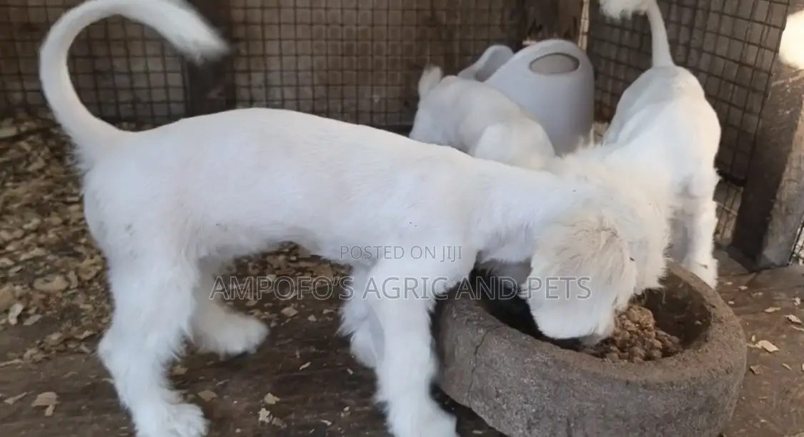 3-6 months Female Purebred Poodle