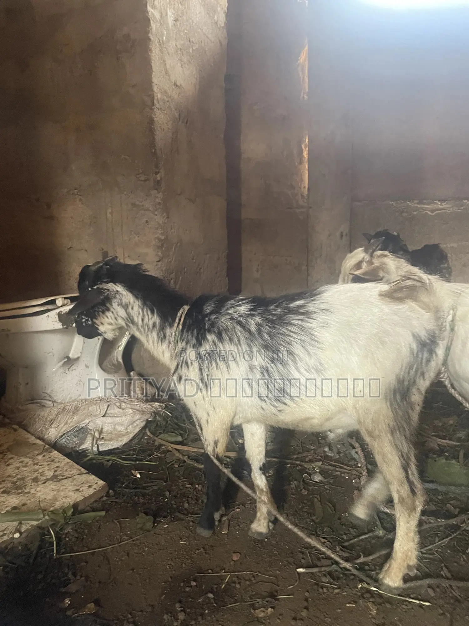 Female Health Goats