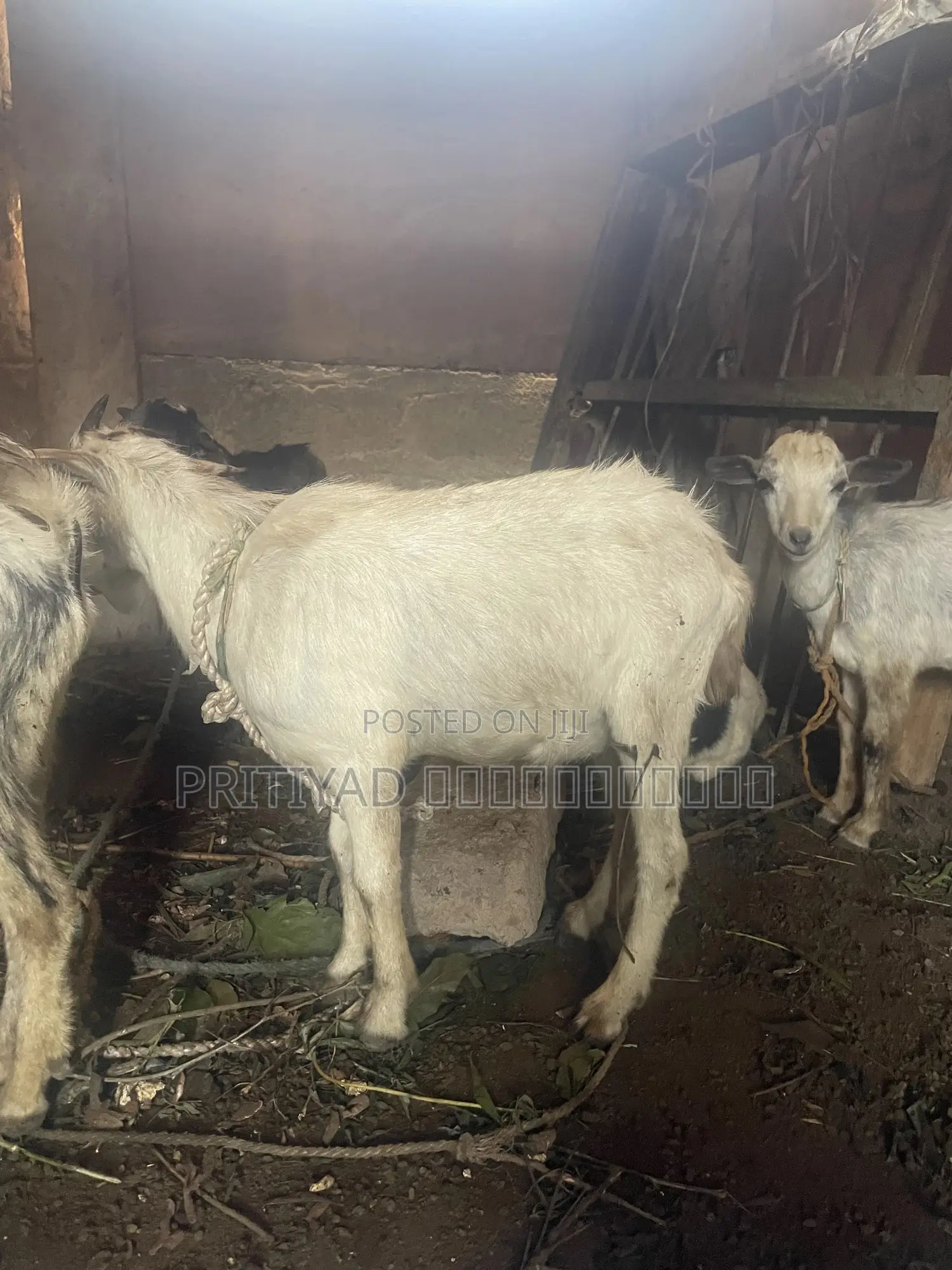 Male Health Goats