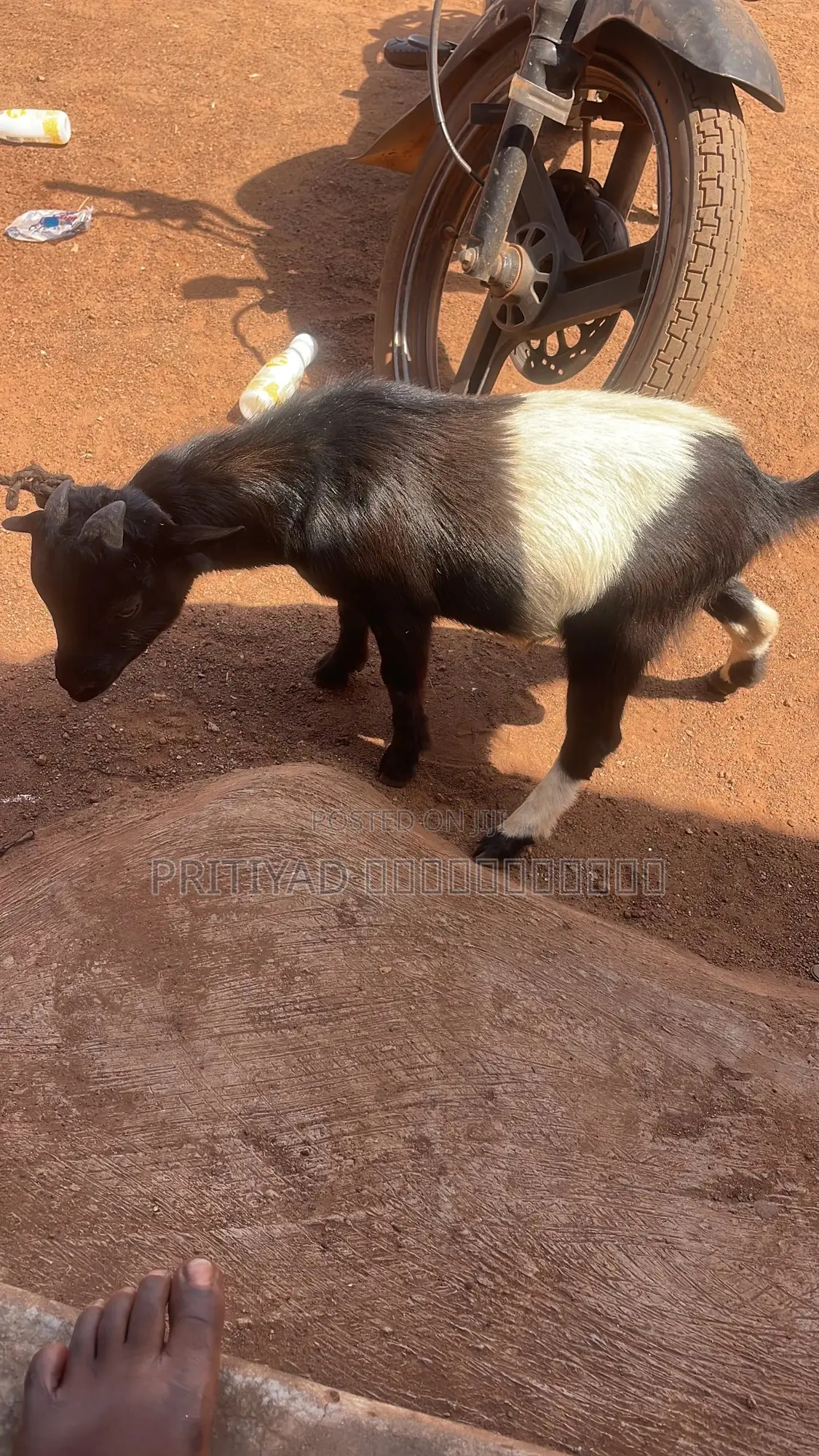 Health Male Goat
