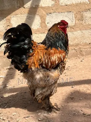 Brahma Roosters for Sale