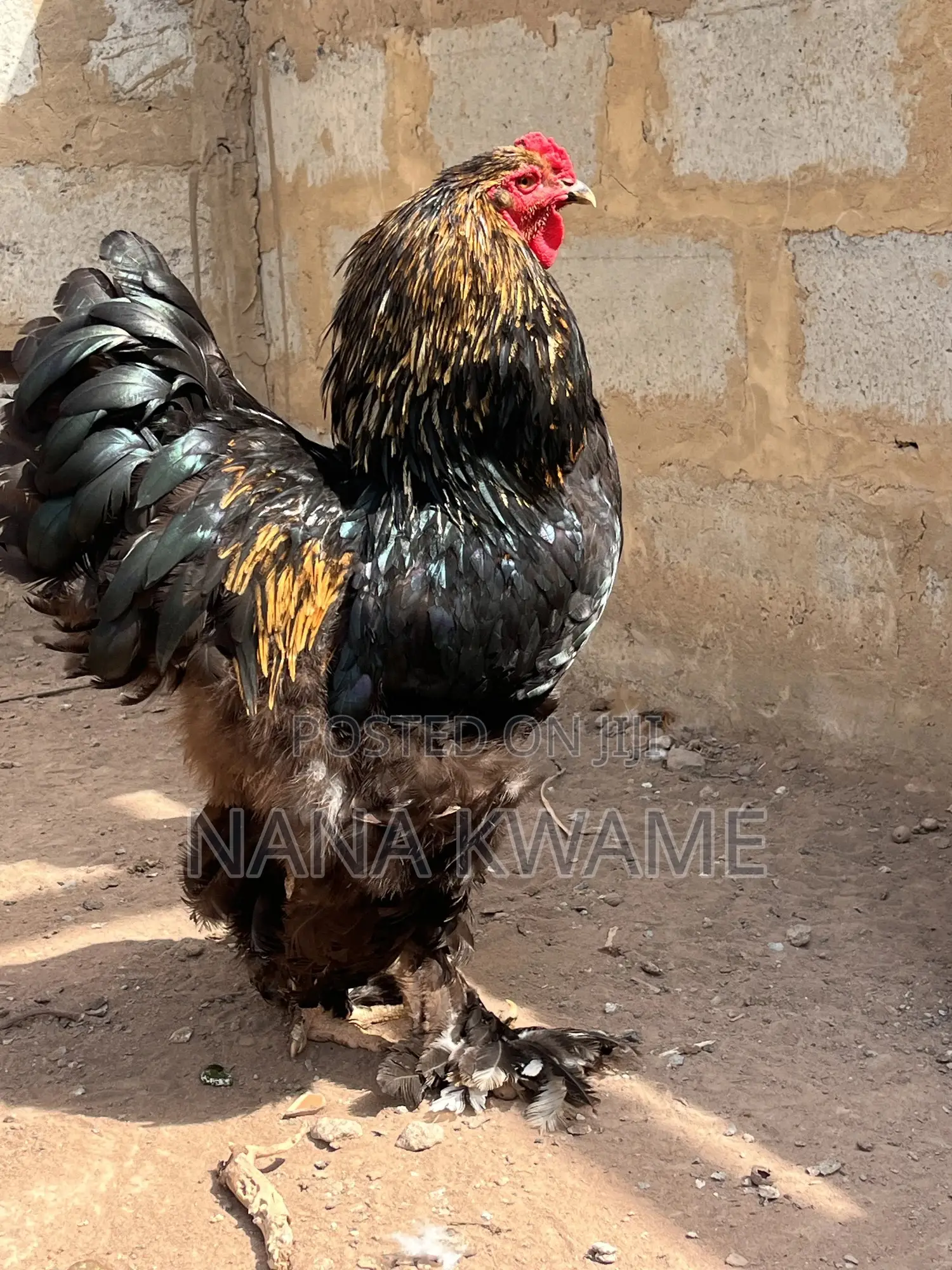 Brahma Roosters for Sale
