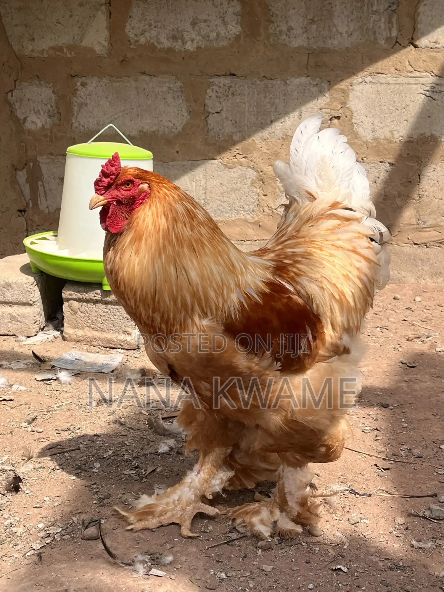 Brahma Roosters for Sale