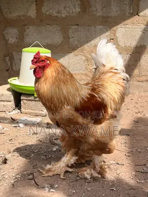 Brahma Roosters for Sale