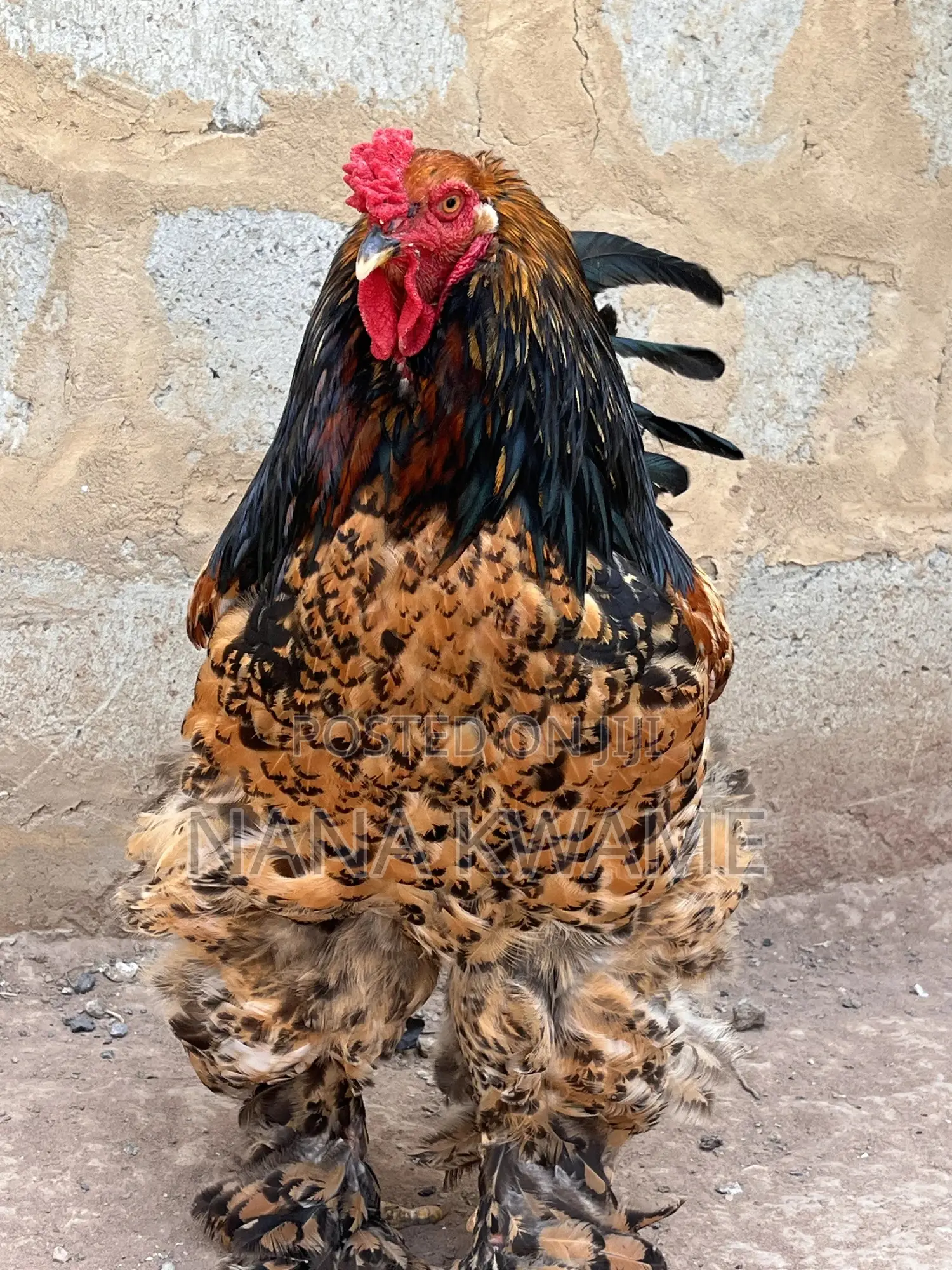Brahma Roosters for Sale