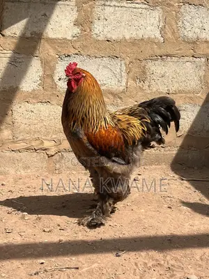 Brahma Roosters for Sale