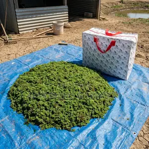 Apex Cheapest Fresh Duckweed for Sale