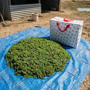 Apex Cheapest Fresh Duckweed for Sale