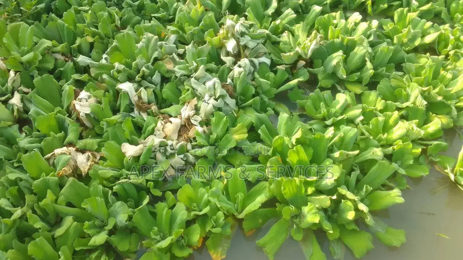 Apex Water Letuce, for Catfish, Pigs, Ducks, Cattle Goats Sheep Etc