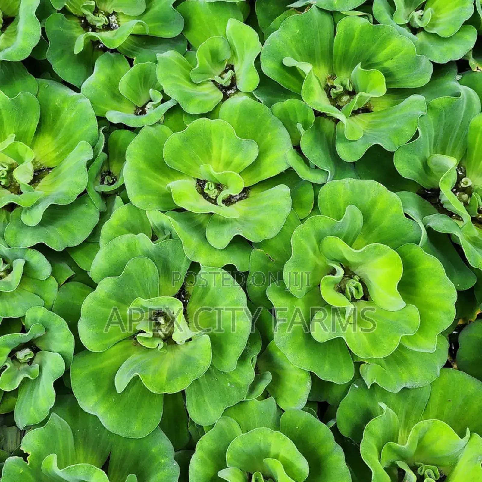 Apex Water Letuce, for Catfish, Pigs, Ducks, Cattle Goats Sheep Etc