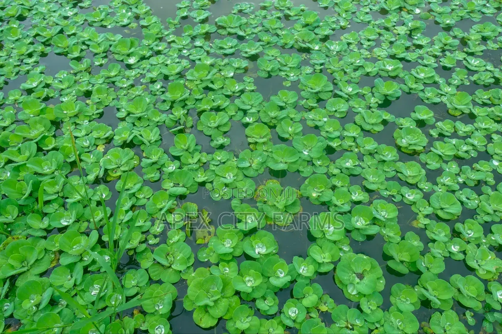 Apex Water Letuce, for Catfish, Pigs, Ducks, Cattle Goats Sheep Etc