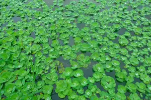 Apex Water Letuce, for Catfish, Pigs, Ducks, Cattle Goats Sheep Etc