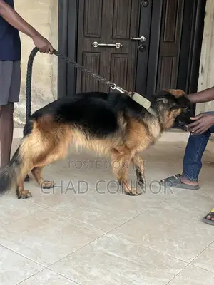 6-12 months Male Purebred German Shepherd