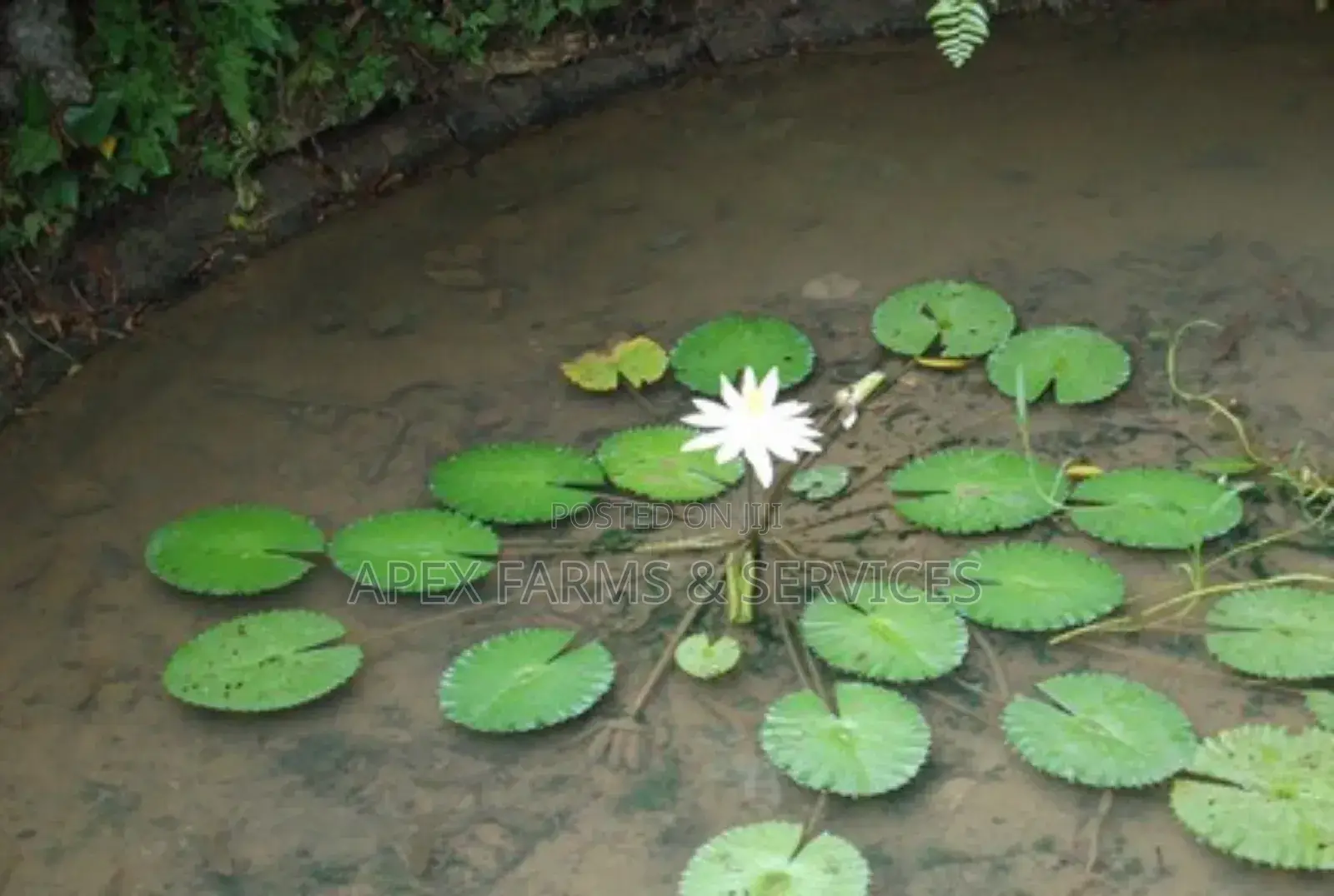 Water Lily For Aquarium & Fish Ponds Ghana