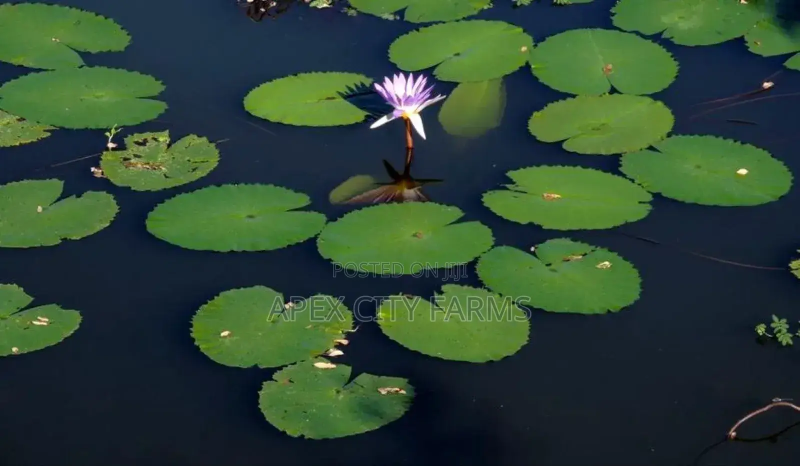 Water Lily For Aquarium & Fish Ponds Ghana