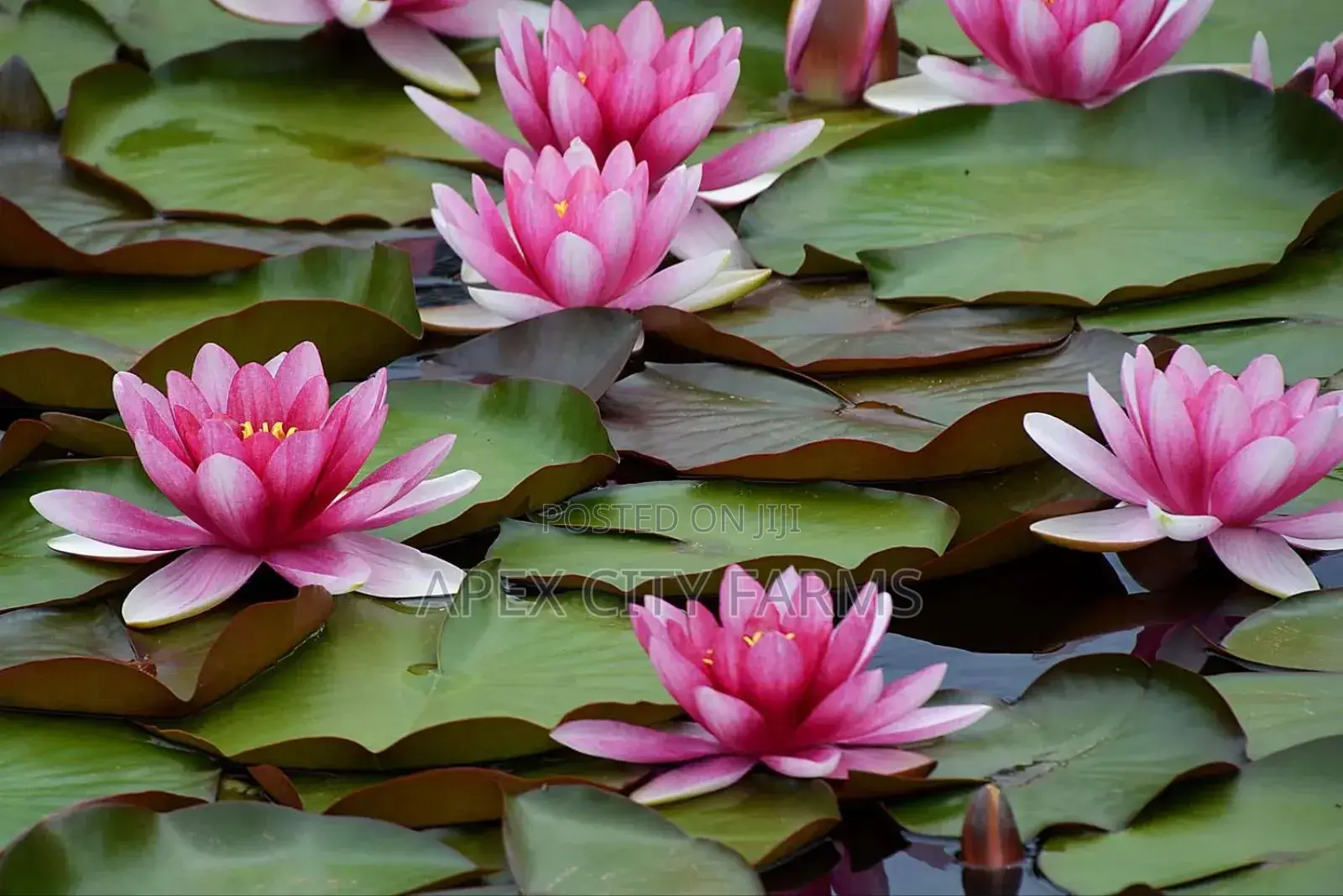 Water Lily For Aquarium & Fish Ponds Ghana