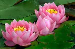 Water Lily For Aquarium & Fish Ponds Ghana