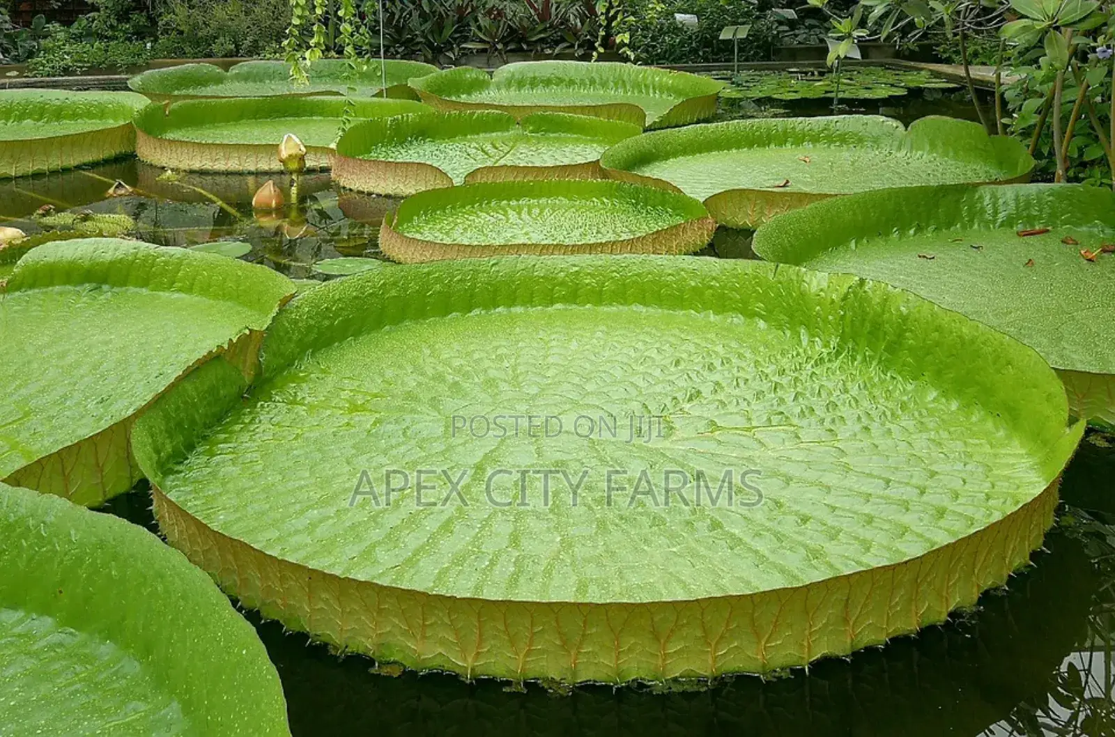 Water Lily For Aquarium & Fish Ponds Ghana