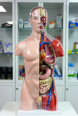 Dissectible Human Torso Anatomy Model