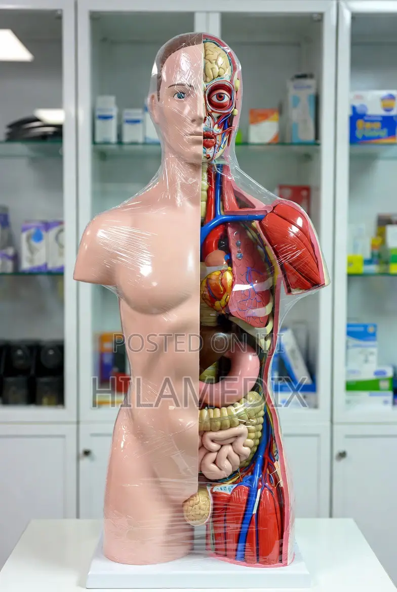 Dissectible Human Torso Anatomy Model