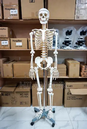 Human Skeleton