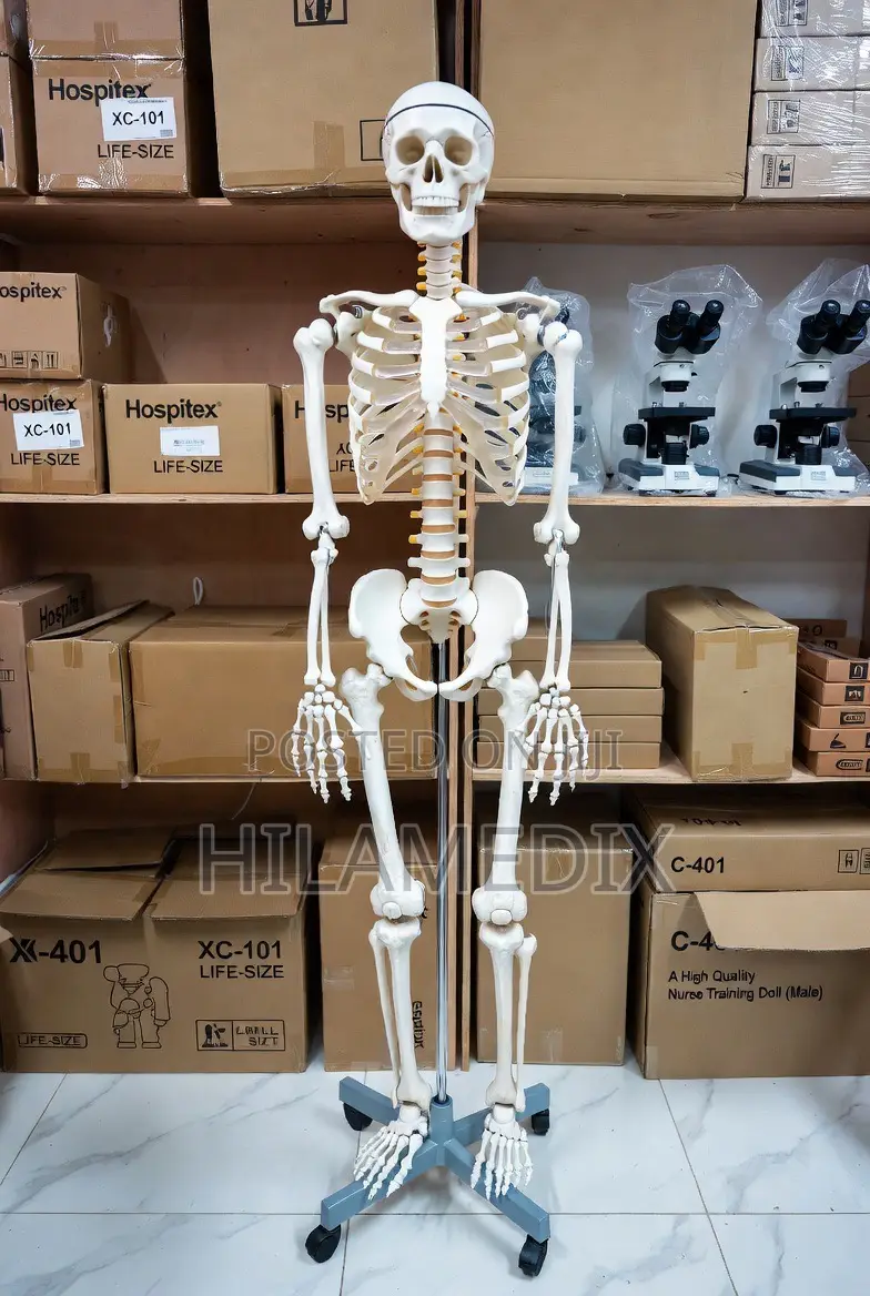 Human Skeleton