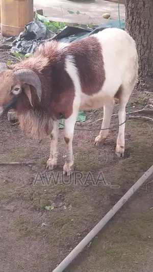Big Male Sheep