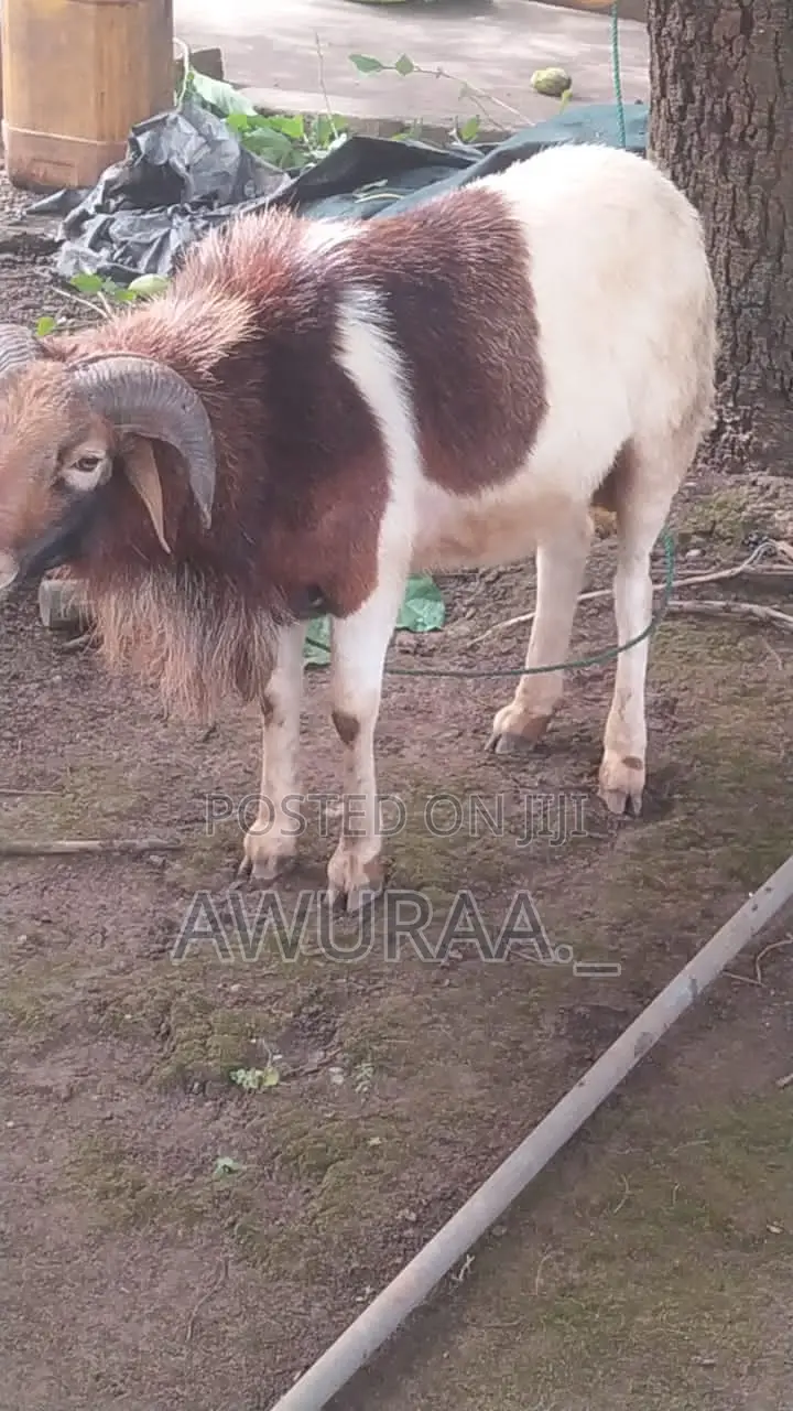 Big Male Sheep