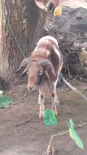 Big Male Sheep
