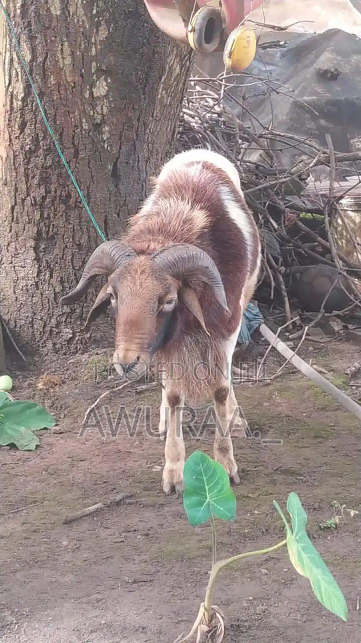 Big Male Sheep