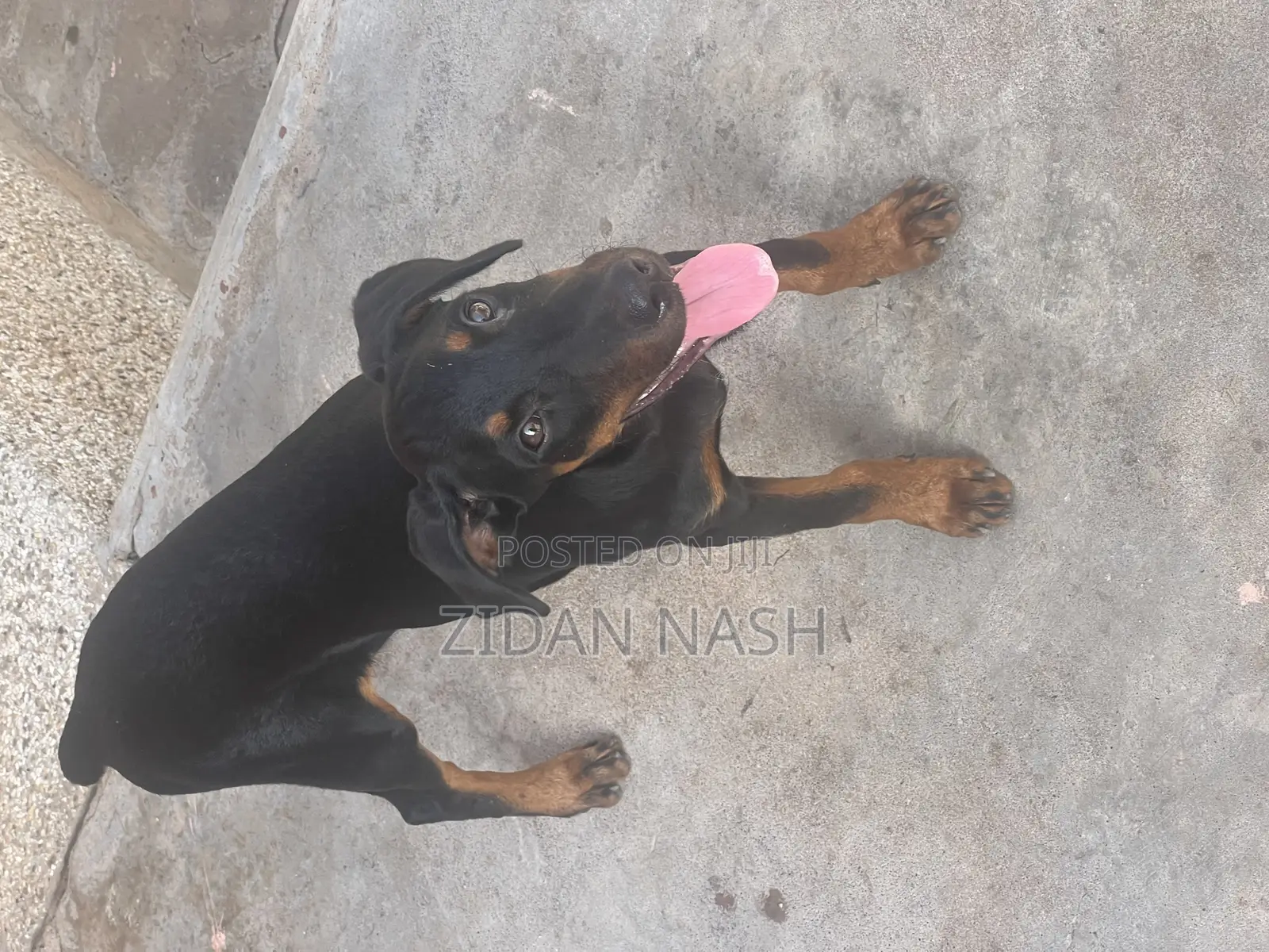 1-3 months Female Purebred Doberman Pinscher