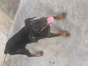 1-3 months Female Purebred Doberman Pinscher