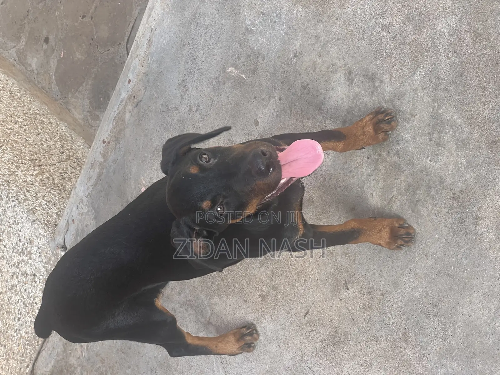 1-3 months Female Purebred Doberman Pinscher