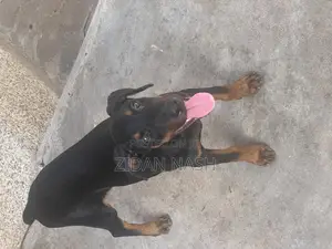 1-3 months Female Purebred Doberman Pinscher
