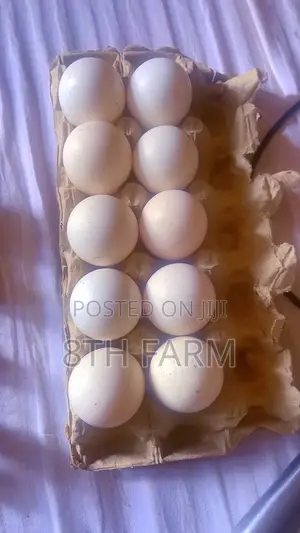 Fertile Foreign Turkey Eggs
