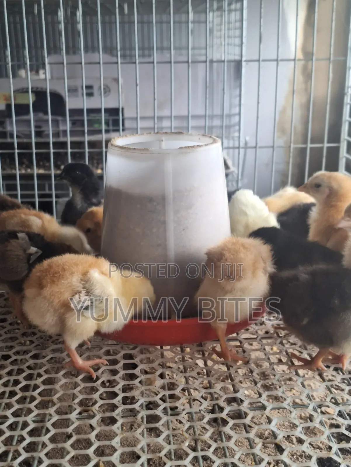 Day Old / Boiler Foreign Cages
